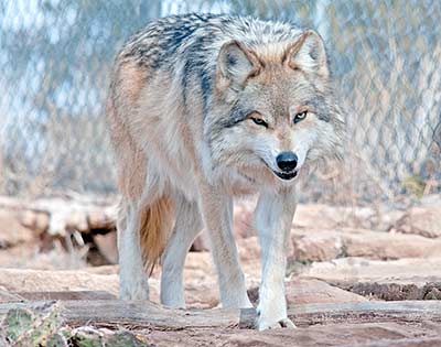 Zoo adds 2 new Mexican Grey Wolves