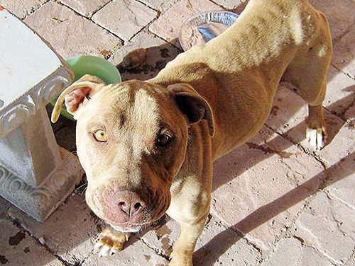 Guest Column | New Year’s resolutions to make 2023 the best year for animals