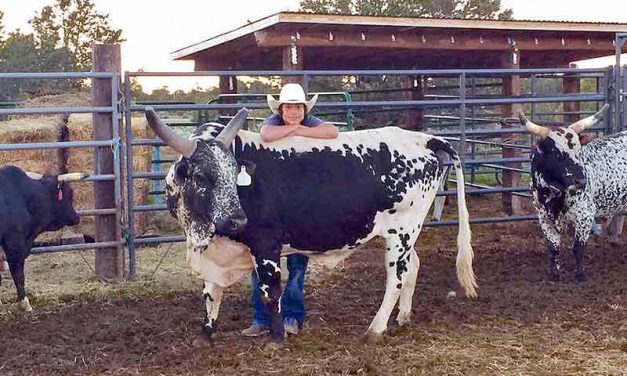 Budding star scoring high in bull riding