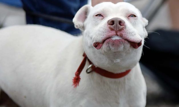 Pet pride paraded at Red Lake event