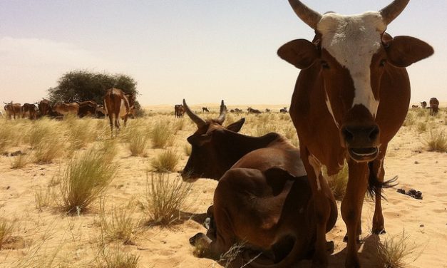 50 Years Ago: Hopi chairman at wit’s end  over Navajo livestock