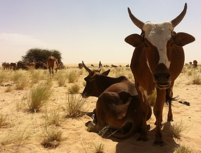 As cattle prices go up, so does cattle rustling