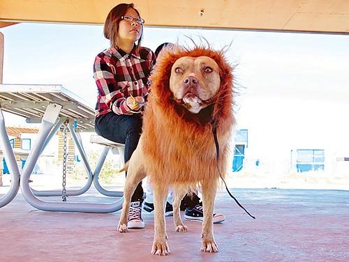 Halloween event held for dogs and owners to bond