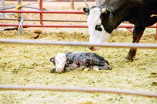 Diné officials review screwworm response plan after Texas cases