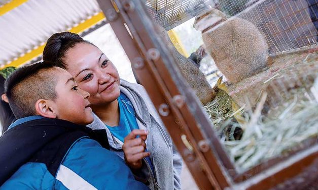 History of the Navajo Nation Zoo includes a cougar in a car