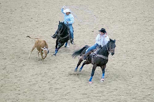 Veteran steer-wrestler grapples his way to the top