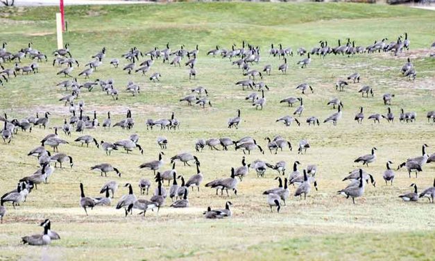 Golden geese