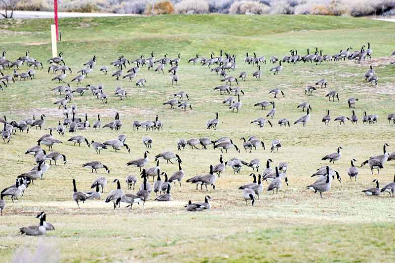 Golden geese