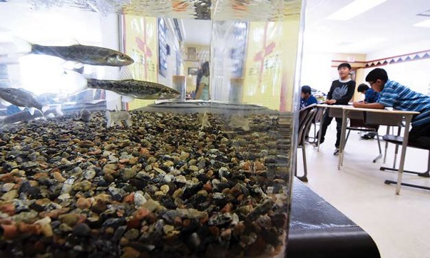 These fish really are in schools