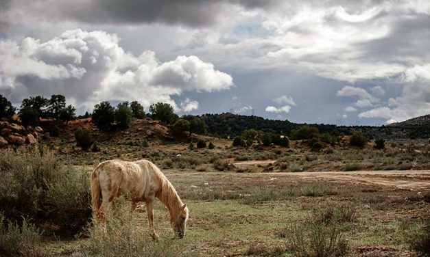 Fish and Wildlife may propose a horse hunt on the Navajo Nation