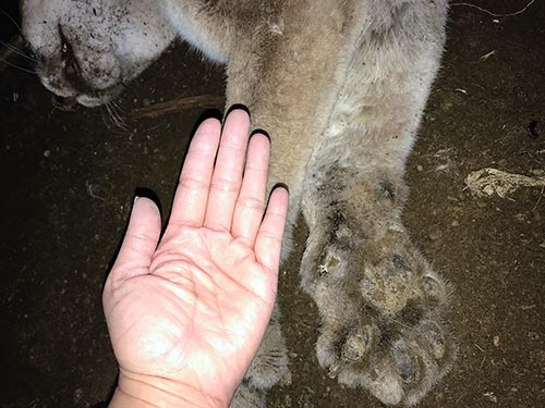 Mountain lions kill 20 sheep in Black Mesa area