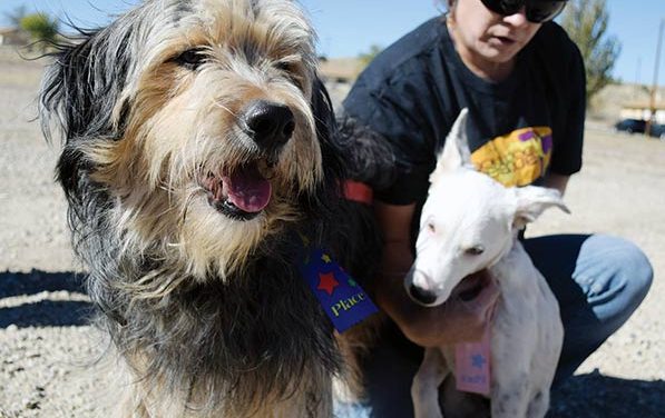 Every dog’s a king at Crownpoint dog show