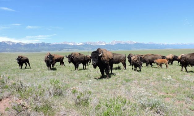 Letters: We need water, not ranch with bison