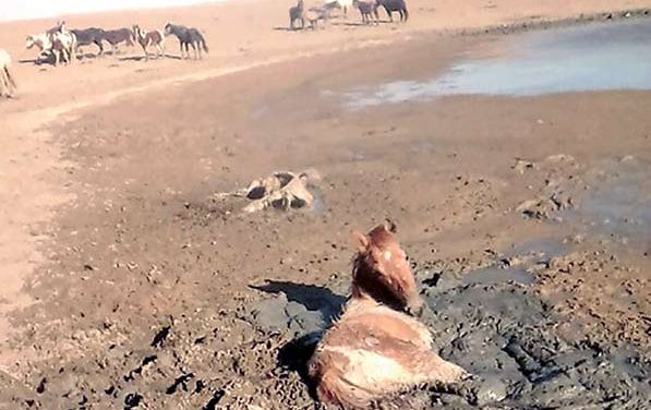 Hunt canceled, feral horses a growing problem
