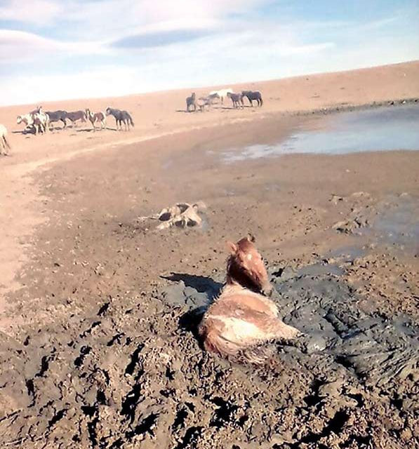 Letters: We need to manage feral horses