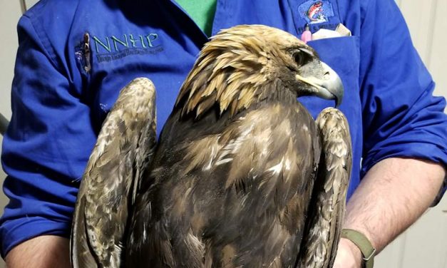 Third golden eagle shot