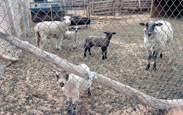 50 Years Ago: Wool market crashes; ranchers, traders reel