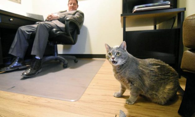 Mouse catcher finds a home in speaker’s office