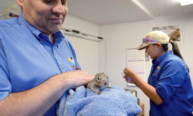 Navajo Nation Zoo works to improve, add-on