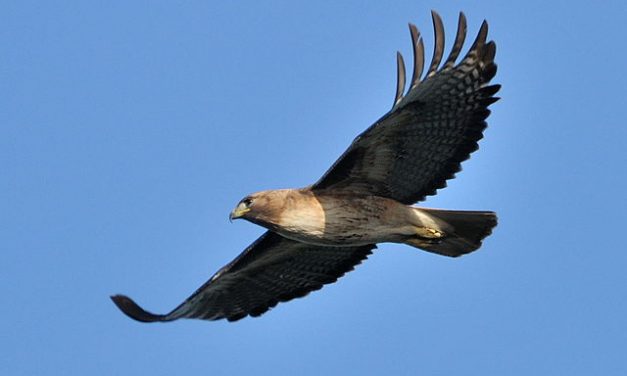 Letters: Red-tail hawk honors Pinto