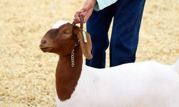 4-H champ not selfish with secrets for success