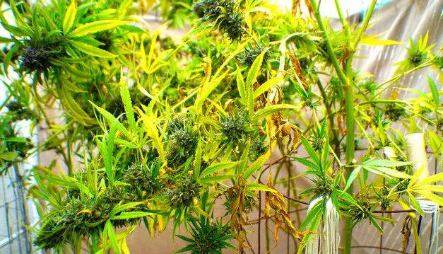 Discovery of marijuana leads to firearms, pipe bomb