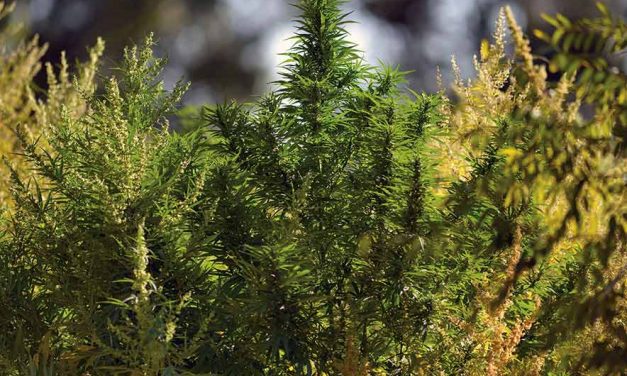 ‘Marijuana’ definition changed, making Benally’s product illegal