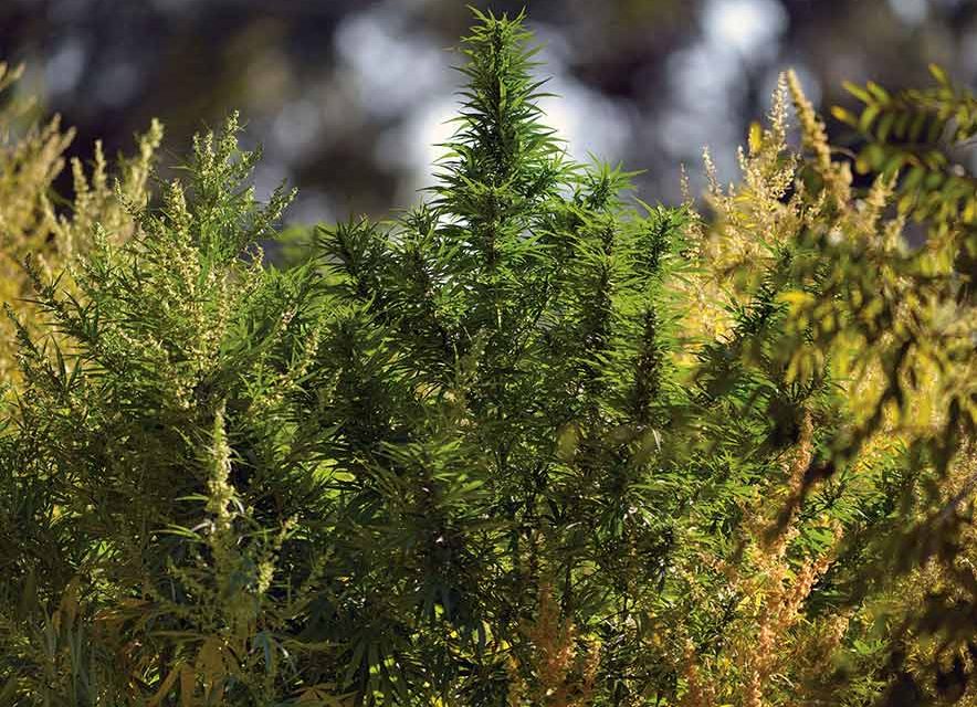 Nation’s first hemp dispensary to open Oct. 5