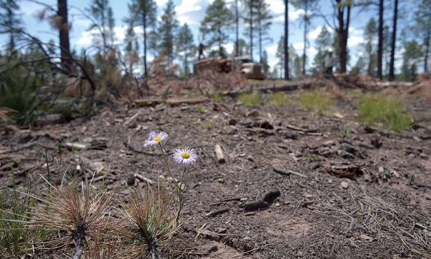 Fire: taker, giver of life for mountains, forests