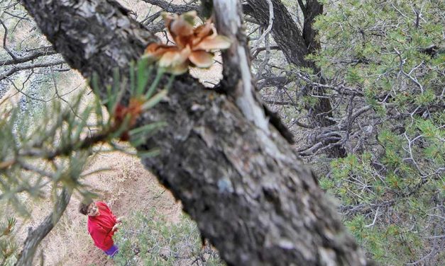 No piñons:  Beetles, drought, dying trees cause no crop this fall