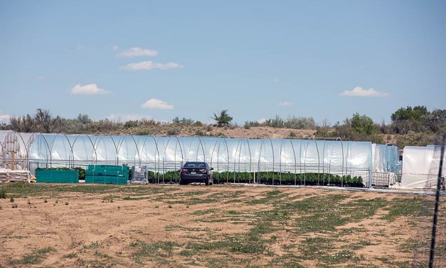 Nation files lawsuit against Benally,  alleging illegal hemp operation