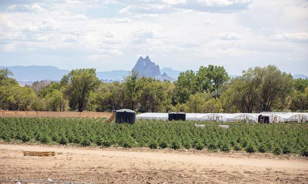Injunction issued against hemp farms