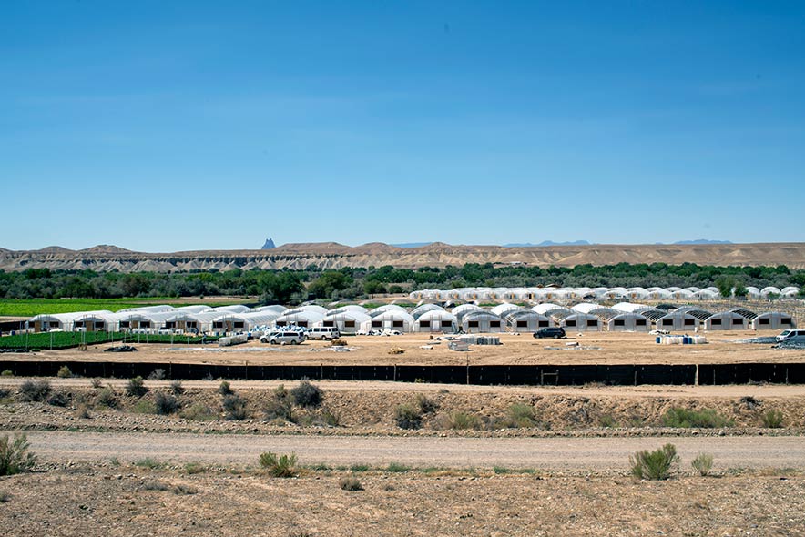 Chaos and cannabis:  A massive hemp empire is accused of growing illegal marijuana and sowing violence on the Navajo reservation