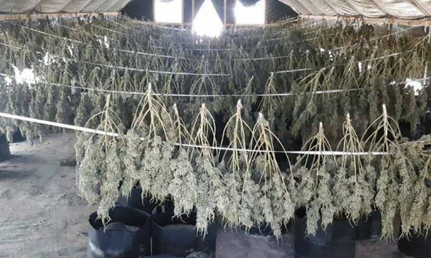 Nation sues 33 hemp farmers