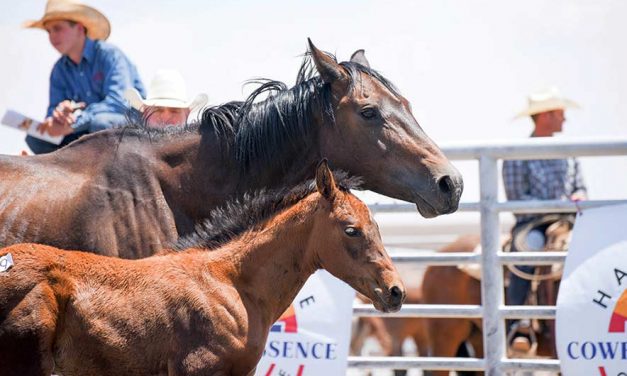 Babbitt Ranches’ colt sale returns after yearlong break