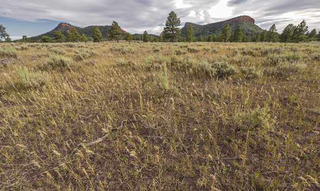 Appeals court revives Utah challenge to Bears Ears, Grand Staircase boundaries