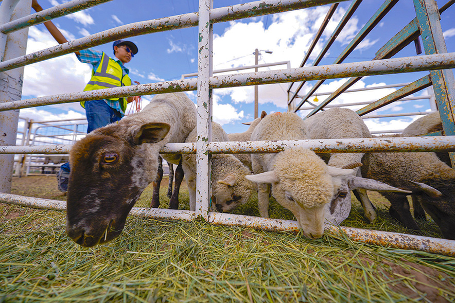 Livestock return brings relief, raises long-term questions for Diné ranchers