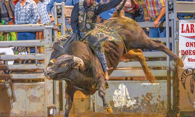Wild Thing ready to ‘rock and roll’ with annual bull riding